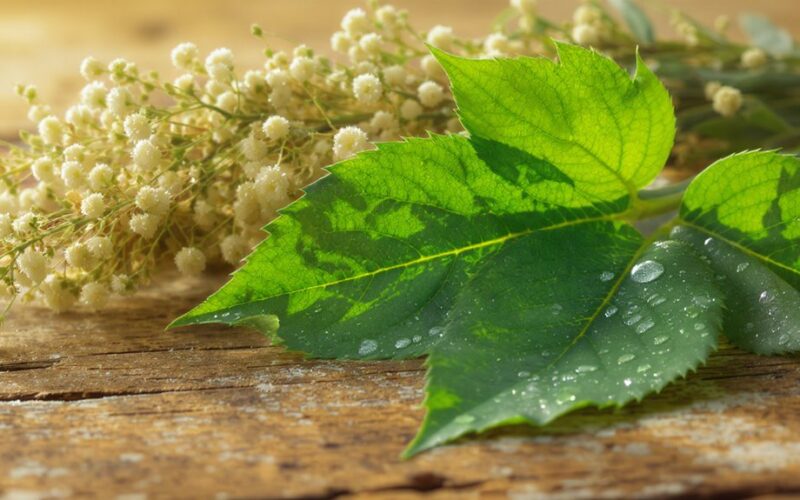 žolė valo kepenis mažina cukrų