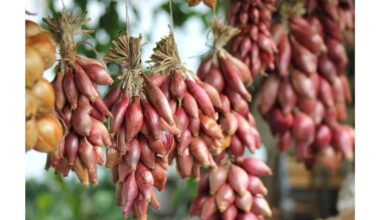 duobę pasodinti svogūnai prinoksta anksti