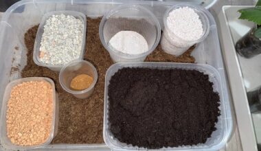 namų daigų dirvožemio receptai