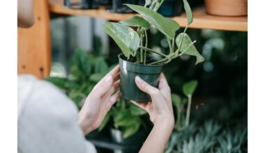 houseplants showing stress symptoms