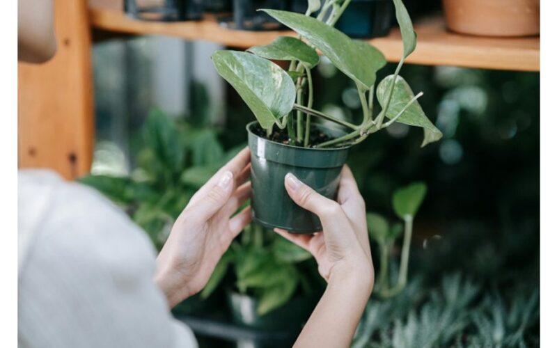 houseplants showing stress symptoms