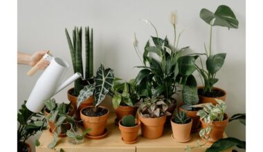 Kambariniai augalai, kurie suteikia pozityvumo