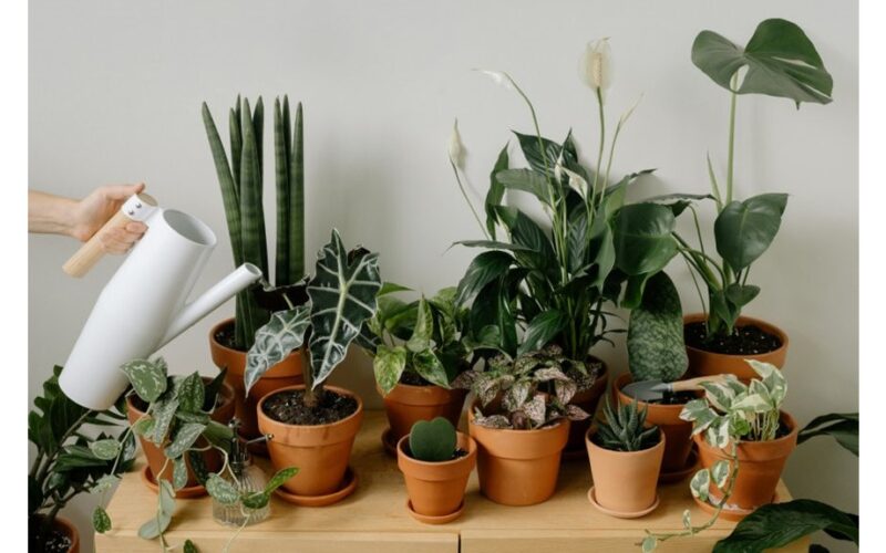 Kambariniai augalai, kurie suteikia pozityvumo