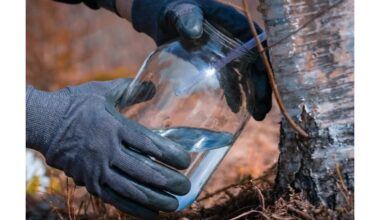 kaip nuskinti beržų sultis