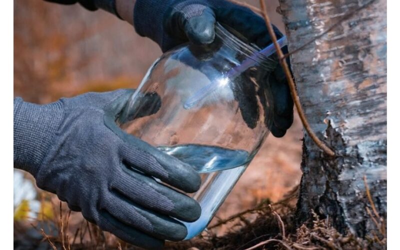 kaip nuskinti beržų sultis