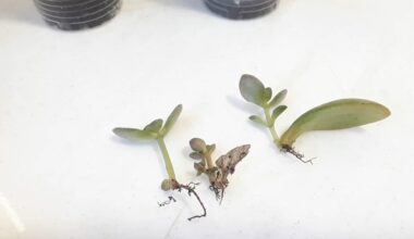 Kaip dauginti pinigų augalą