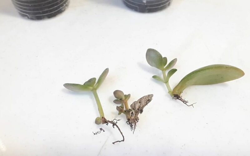 Kaip dauginti pinigų augalą