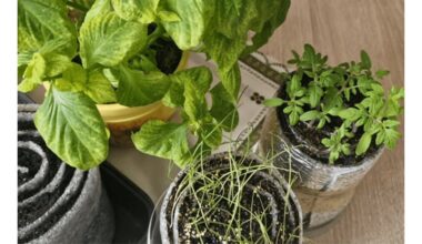 aš įvaldžiau daigų karį metodą