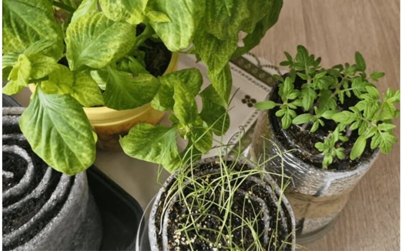 aš įvaldžiau daigų karį metodą