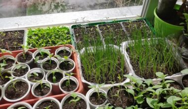 Ištįsęs daigelis greitai išgelbėtas