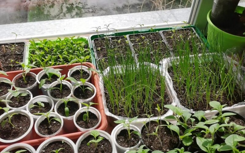 Ištįsęs daigelis greitai išgelbėtas