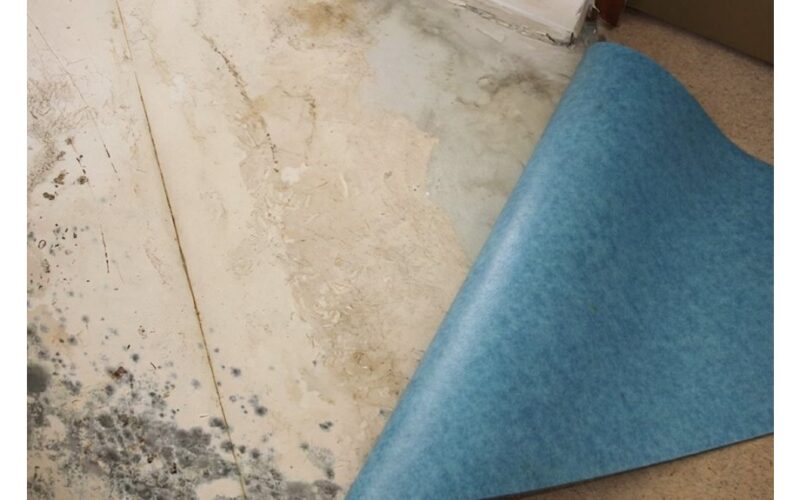 pelė po linoleumu dingo