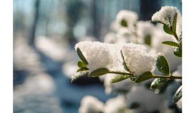persodinti daigus į lauką per anksti