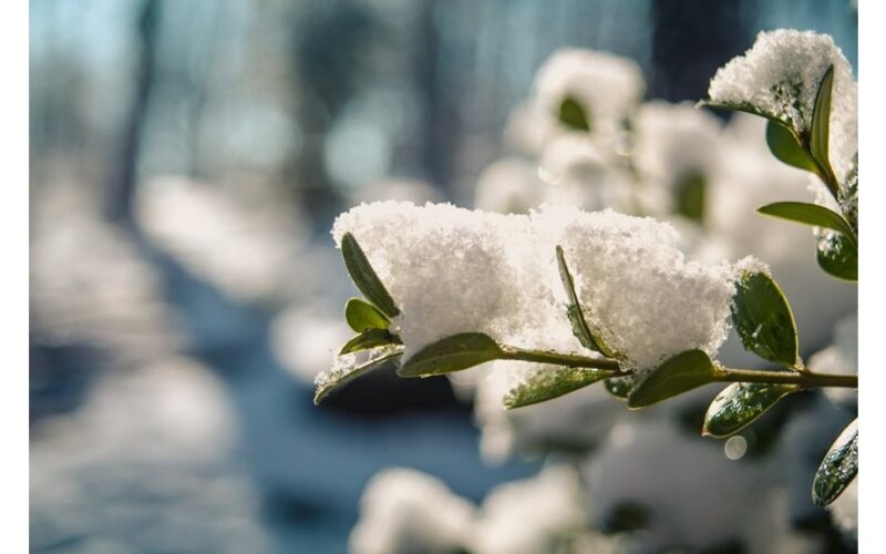 persodinti daigus į lauką per anksti