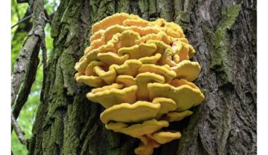 grybas skonis kaip vištiena