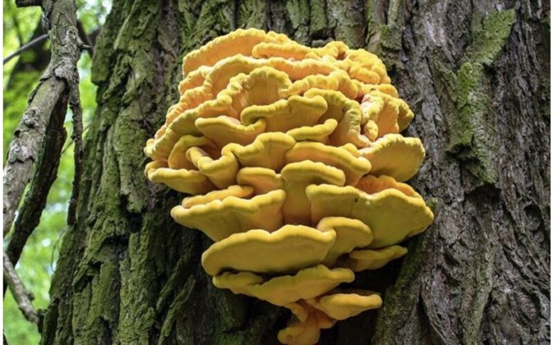 grybas skonis kaip vištiena