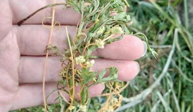 natural frost protection mulch