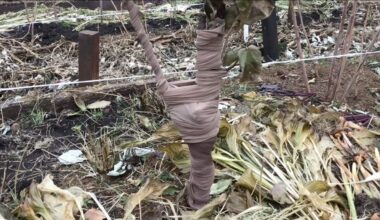 kaimynas suvyniojo medžių kamienus