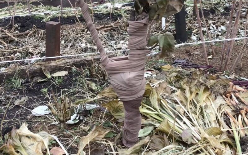 kaimynas suvyniojo medžių kamienus