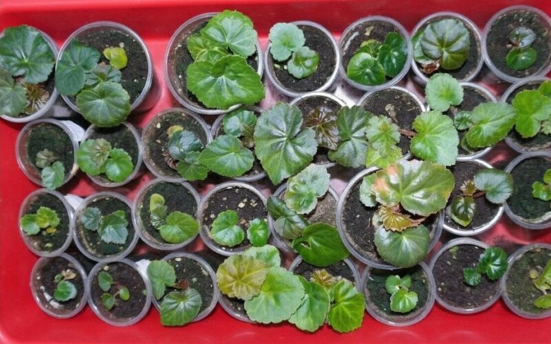 be pastangų žiemos daigai technika