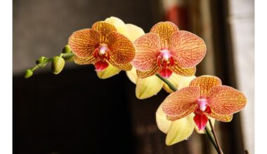 bežemis orchidėjų substrato inovacija