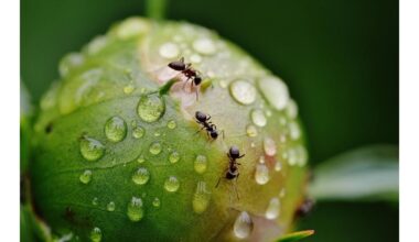 Vienas stiklas sulaiko skruzdėles