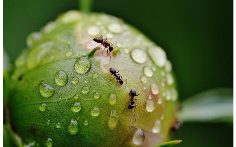 Vienas stiklas sulaiko skruzdėles