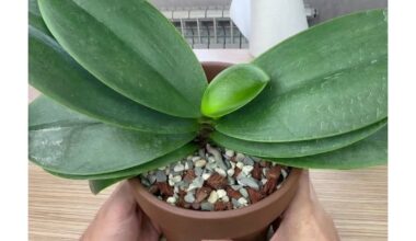 orchidėjos žiedas šviečia pienu