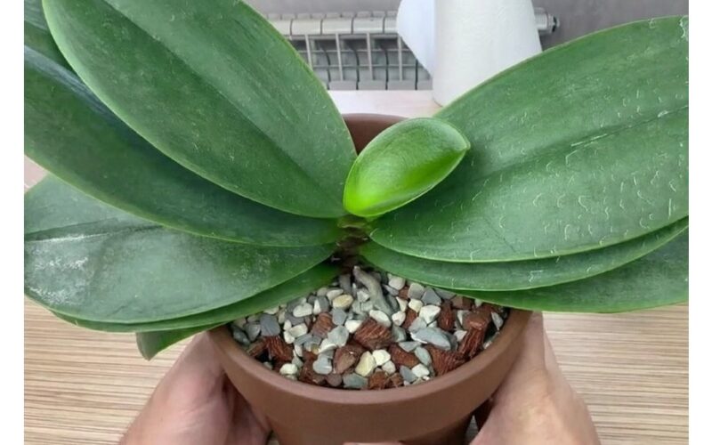 orchidėjos žiedas šviečia pienu