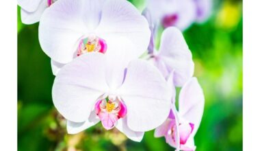 oranžerijos klesti žiemą laistant orchids flourish with winter watering