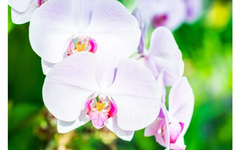 oranžerijos klesti žiemą laistant orchids flourish with winter watering