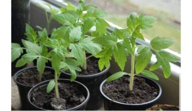 perlaistyti pomidorų daigai problema