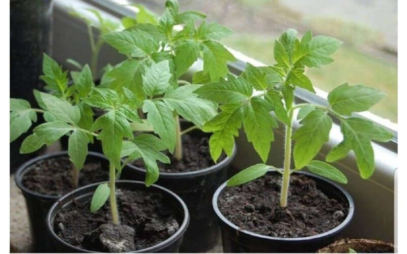 perlaistyti pomidorų daigai problema