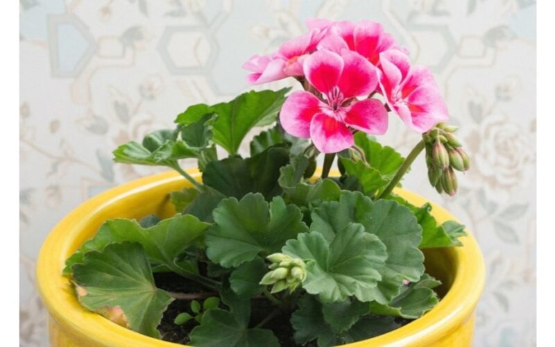 pelargonijų dvigubi žiedai žiemos šakninimas