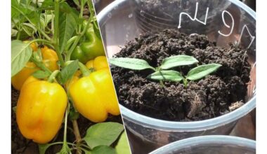 pipirų daigeliai penkios dienos ankščiau