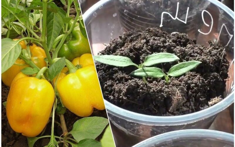 pipirų daigeliai penkios dienos ankščiau