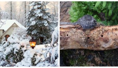 kenkėjai, kenkantys jūsų vasarnamiui