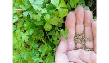 pasodinti petražoles ant tualetinio popieriaus