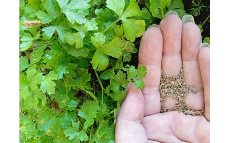 pasodinti petražoles ant tualetinio popieriaus