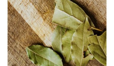 lauro lapų sodinimas vėlyvą vasario mėnesį