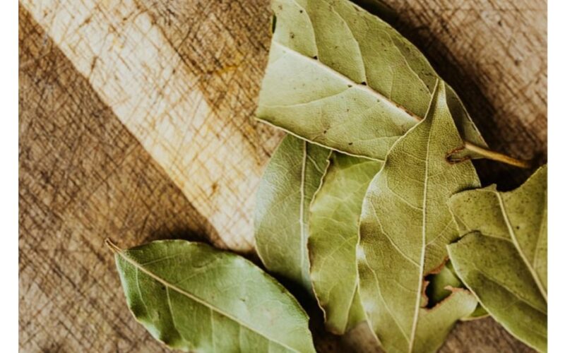 lauro lapų sodinimas vėlyvą vasario mėnesį