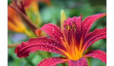 augalai, kurių reikėtų vengti patalpose