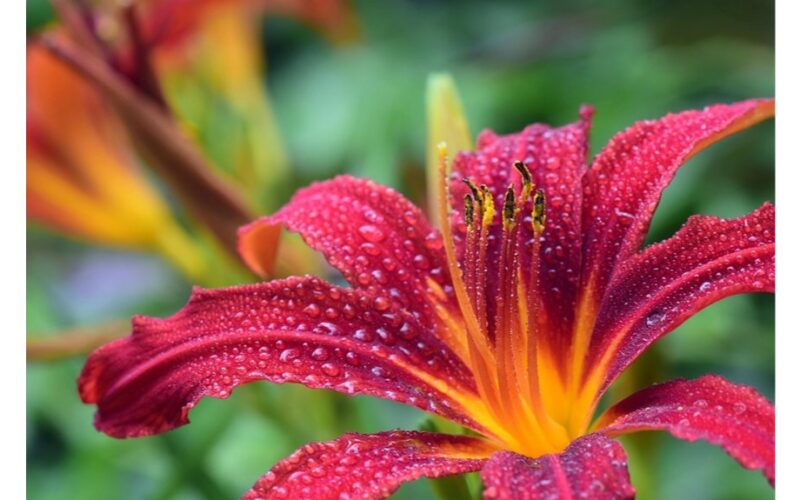 augalai, kurių reikėtų vengti patalpose