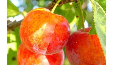 lydžius slyvų ir abrikosų hibridas duoda 50 kg