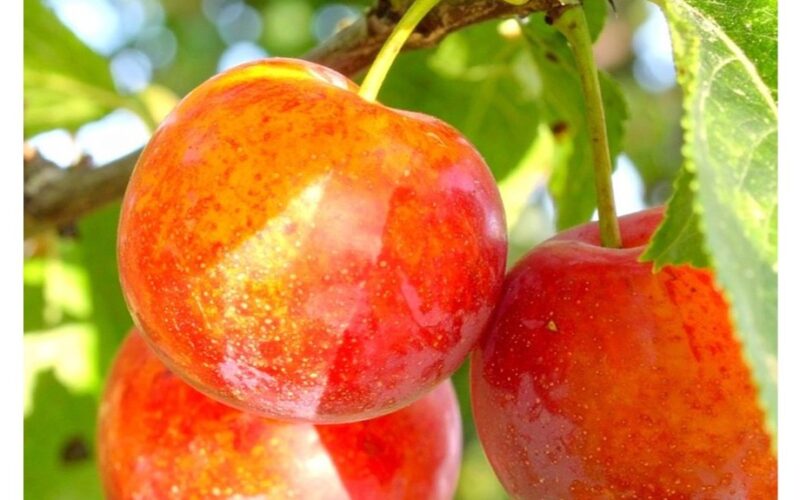 lydžius slyvų ir abrikosų hibridas duoda 50 kg