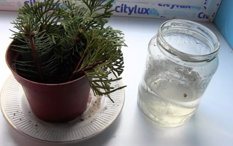 genėti vieną šaką parke