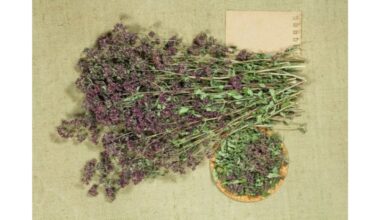 raudonųjų dobilų arbatos nauda