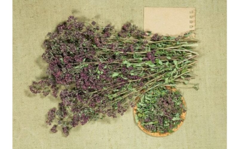 raudonųjų dobilų arbatos nauda