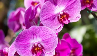 atgaivinti snaudžiančias orchidėjų žiedus