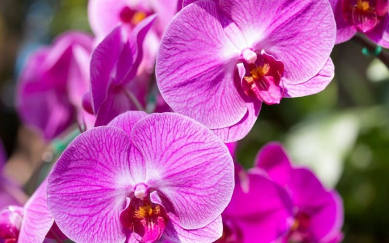 atgaivinti snaudžiančias orchidėjų žiedus